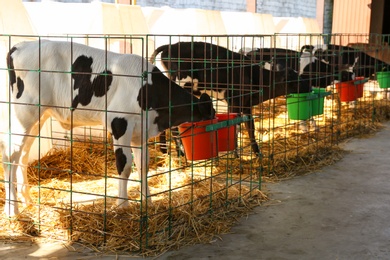 Photo of Pretty little calves eating from buckets on farm. Animal husbandry