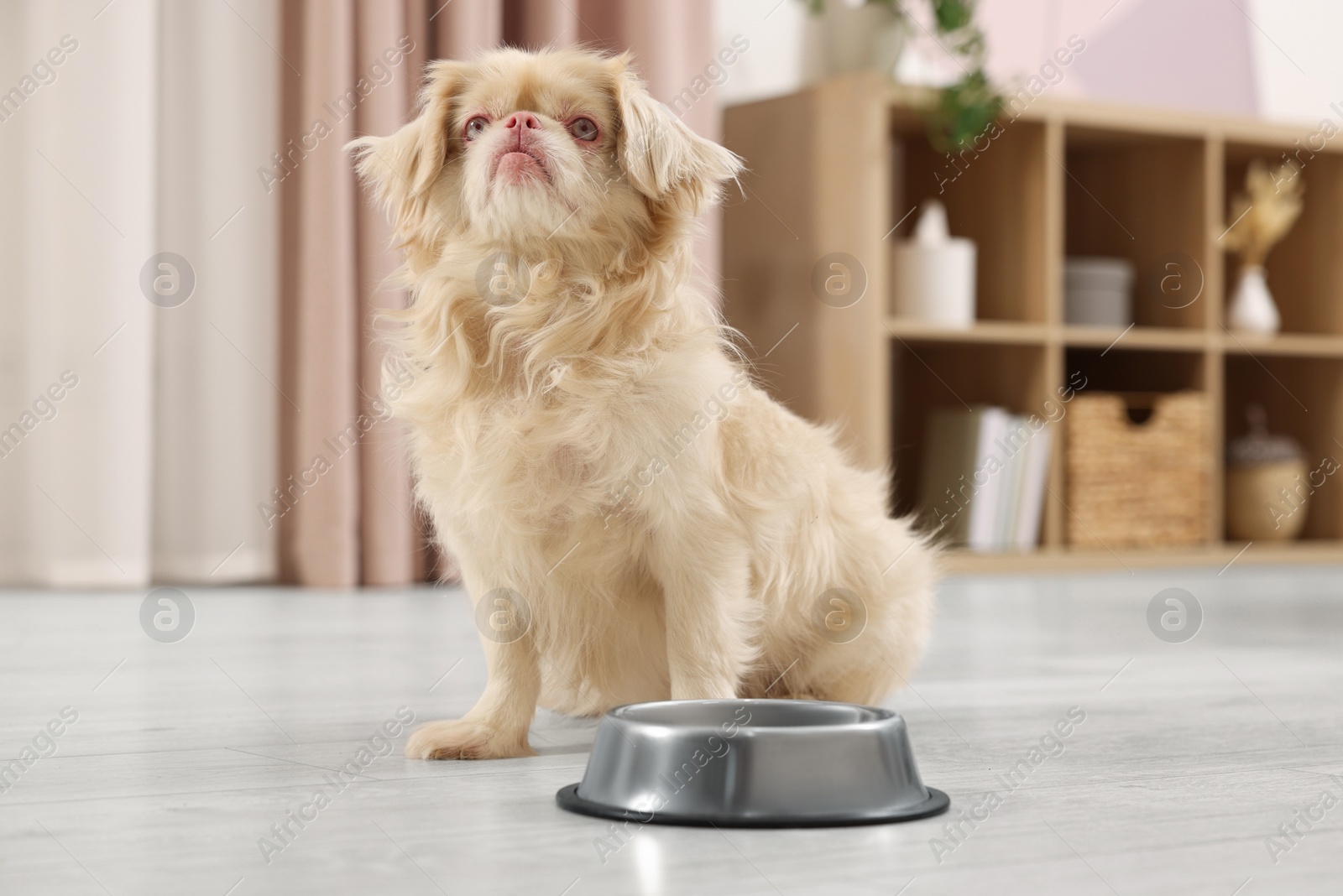 Photo of Cute Pekingese dog near pet bowl in room