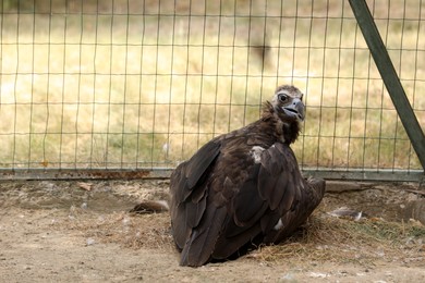 Beautiful Eurasian griffon vulture in zoo enclosure, space for text