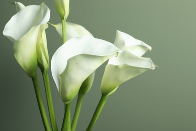 Beautiful calla lily flowers on olive background, closeup