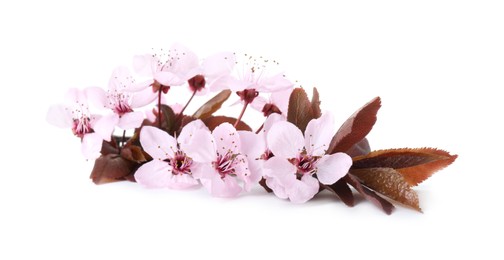 Photo of Spring tree branch with beautiful blossoms isolated on white