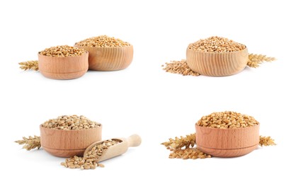 Set with bowls of wheat grains on white background