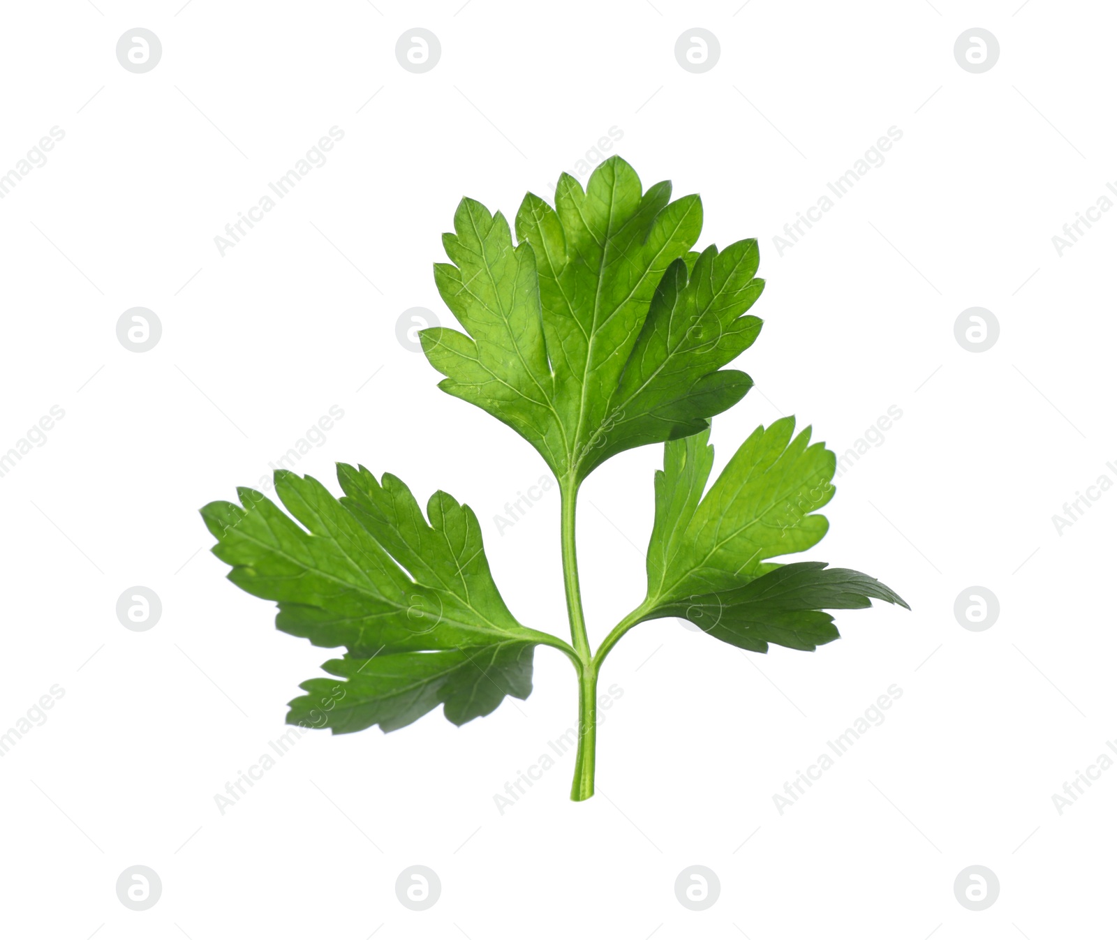 Photo of Aromatic fresh green parsley isolated on white