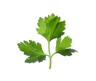 Aromatic fresh green parsley isolated on white