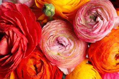 Photo of Beautiful fresh ranunculus flowers as background, closeup view