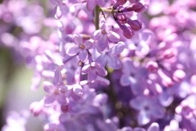 Closeup view of beautiful blooming lilac shrub outdoors