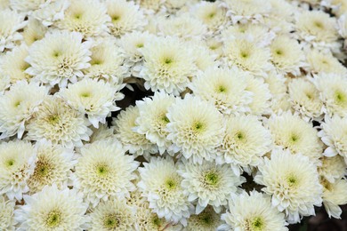Photo of Beautiful chrysanthemum plant with white flowers as background, closeup