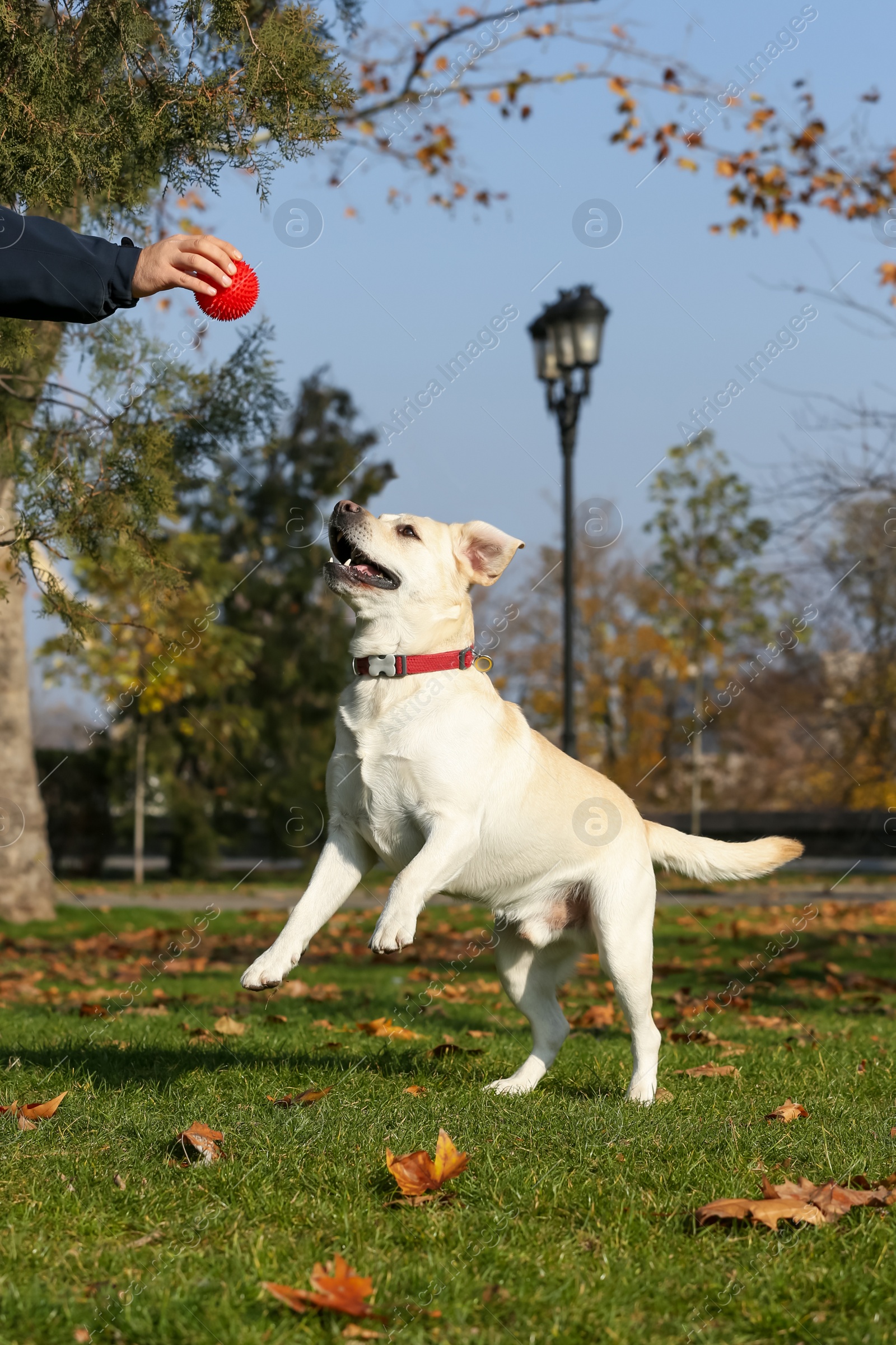 Photo of Yellow Labrador playing with owner and ball in park on sunny day