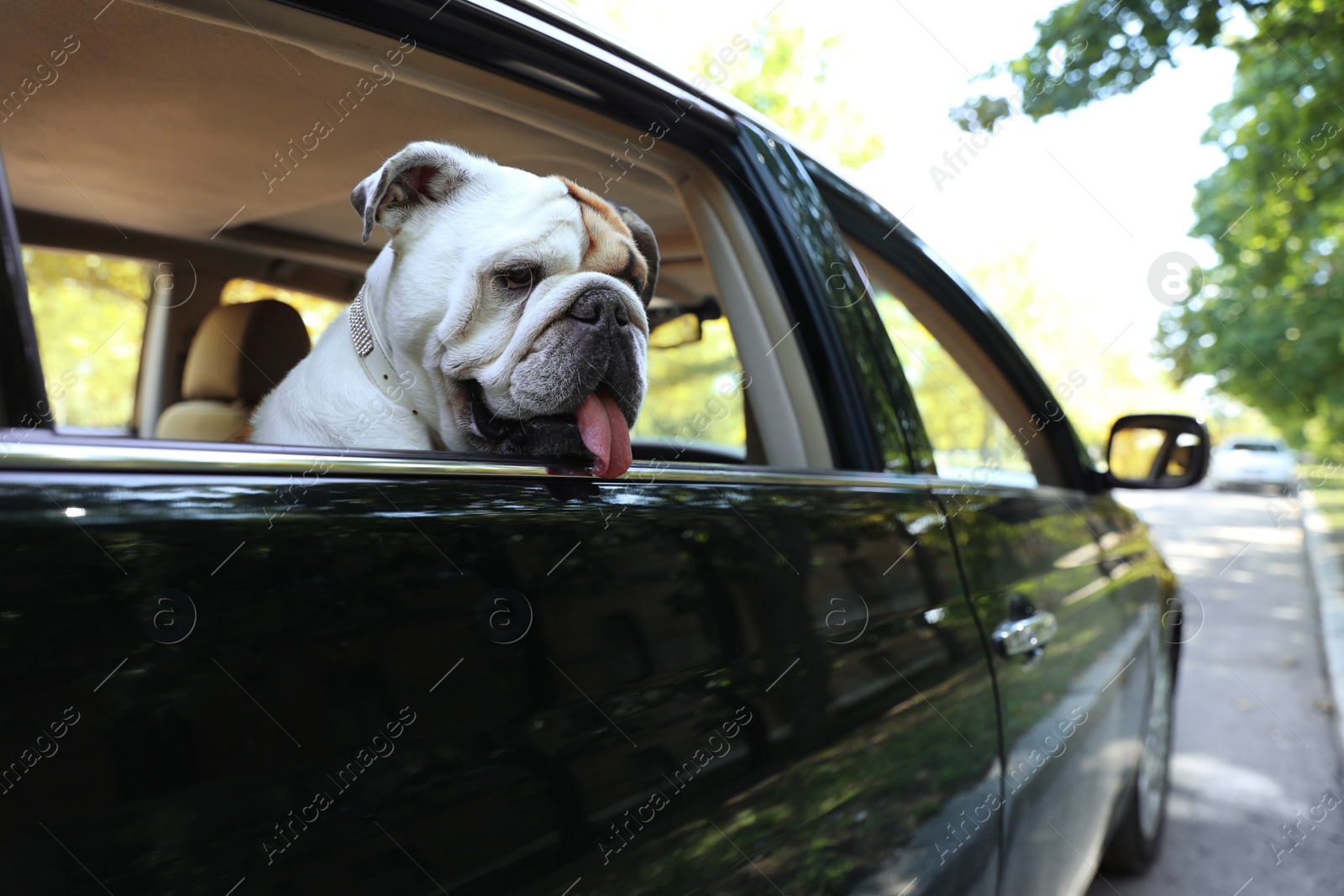 Photo of English bulldog looking out of car window