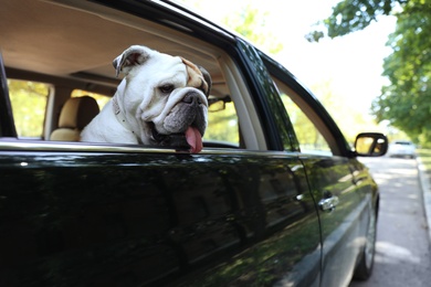 English bulldog looking out of car window