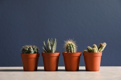 Photo of Beautiful succulent plants in pots on table against dark blue background, space for text. Home decor