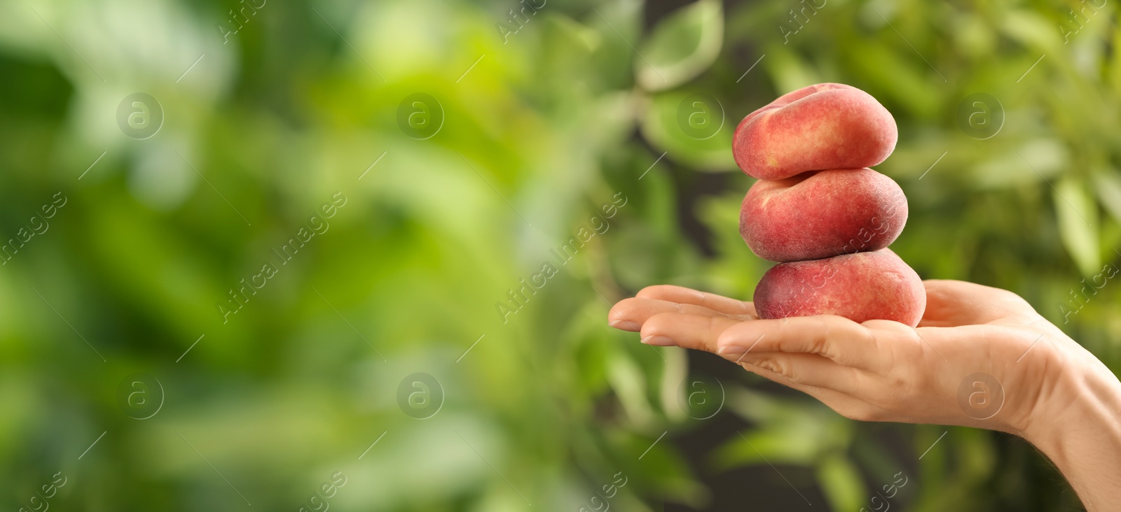 Image of Woman holding stack of fresh flat peaches outdoors, closeup. Banner design with space for text