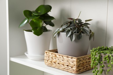 Photo of Green houseplants in pots on white shelves near white wall