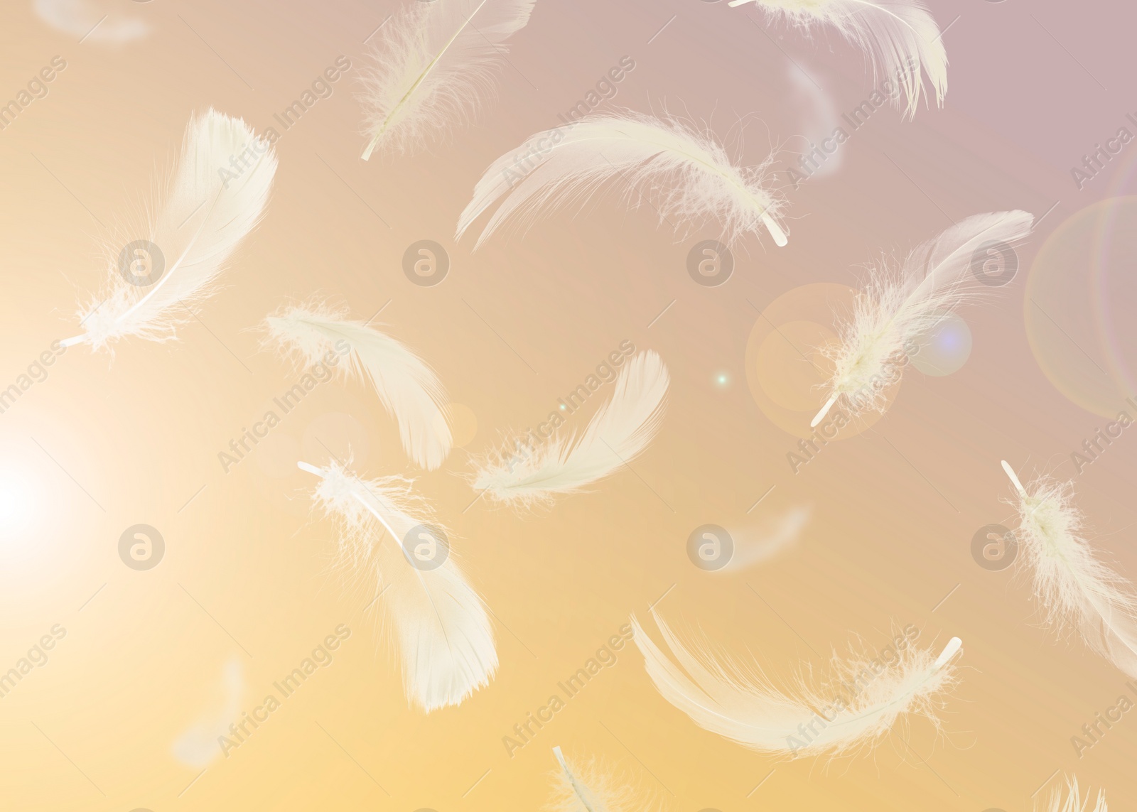 Image of Fluffy bird feathers falling on pale yellow background