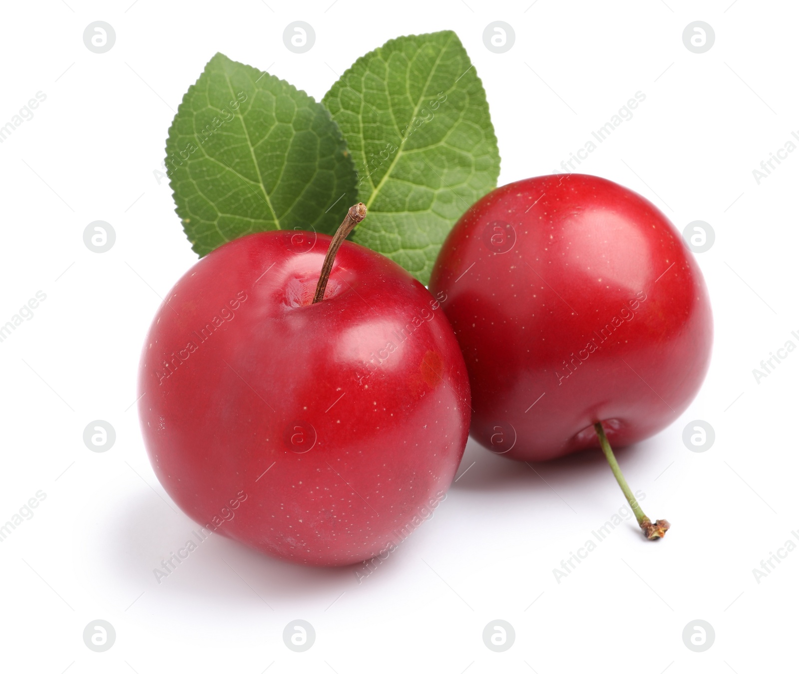 Photo of Delicious ripe cherry plums with leaves on white background