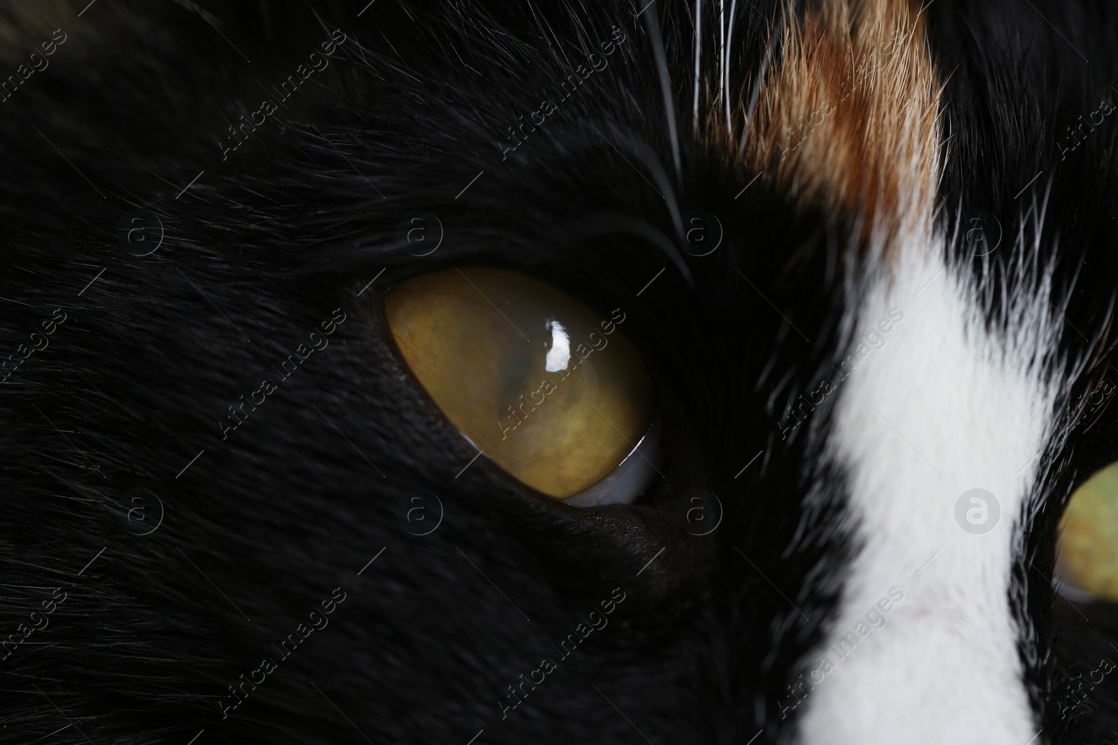 Photo of Cute cat with corneal opacity in eye, closeup