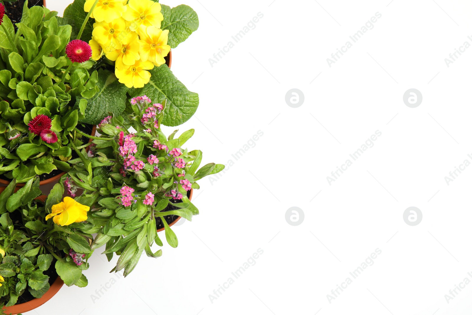 Photo of Different blooming flowers on white background, top view. Home gardening