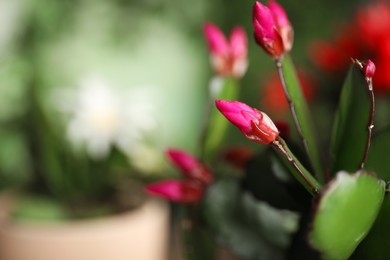 Beautiful Schlumbergera (Christmas or Thanksgiving cactus) against blurred background, closeup. Space for text