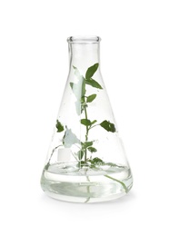 Photo of Conical flask with plant on white background