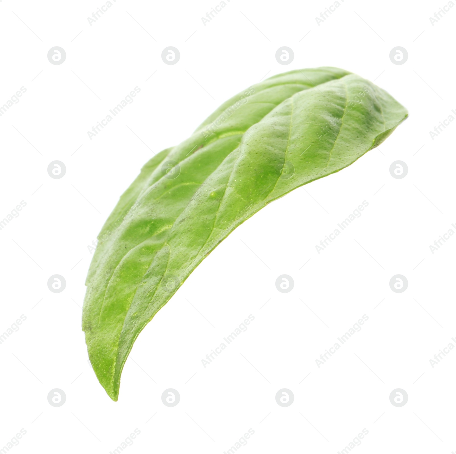 Photo of Fresh green basil leaf on white background