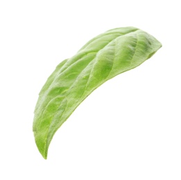 Photo of Fresh green basil leaf on white background