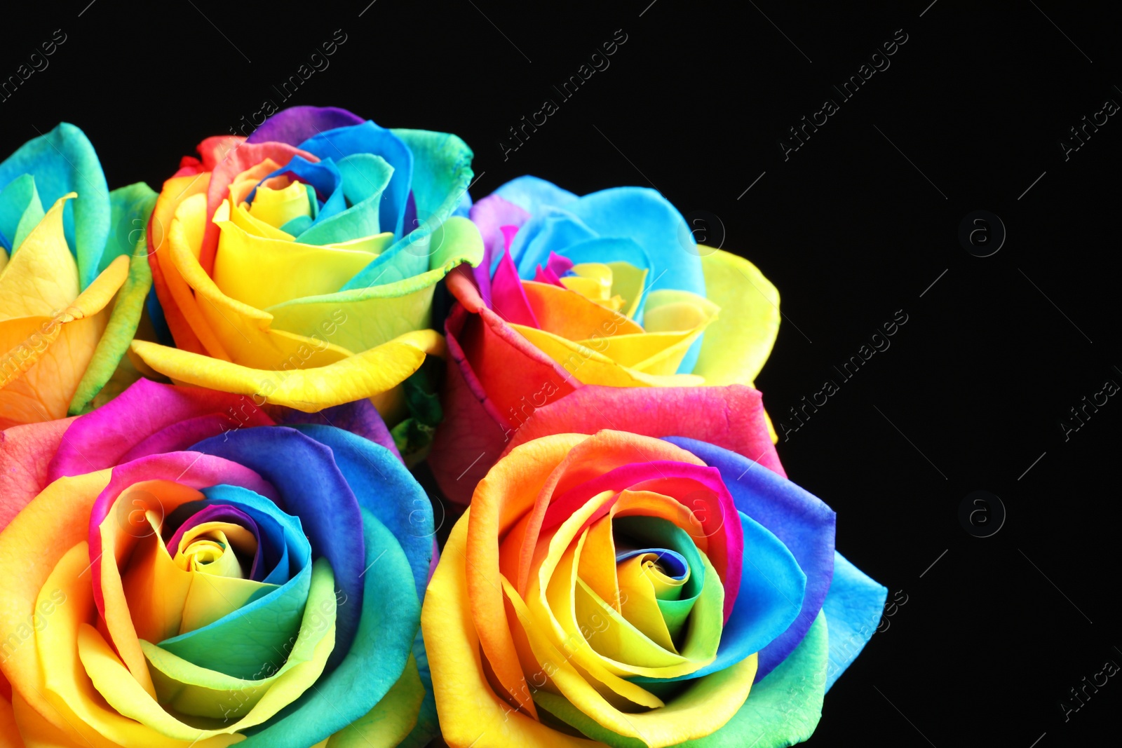 Photo of Amazing rainbow rose flowers on black background