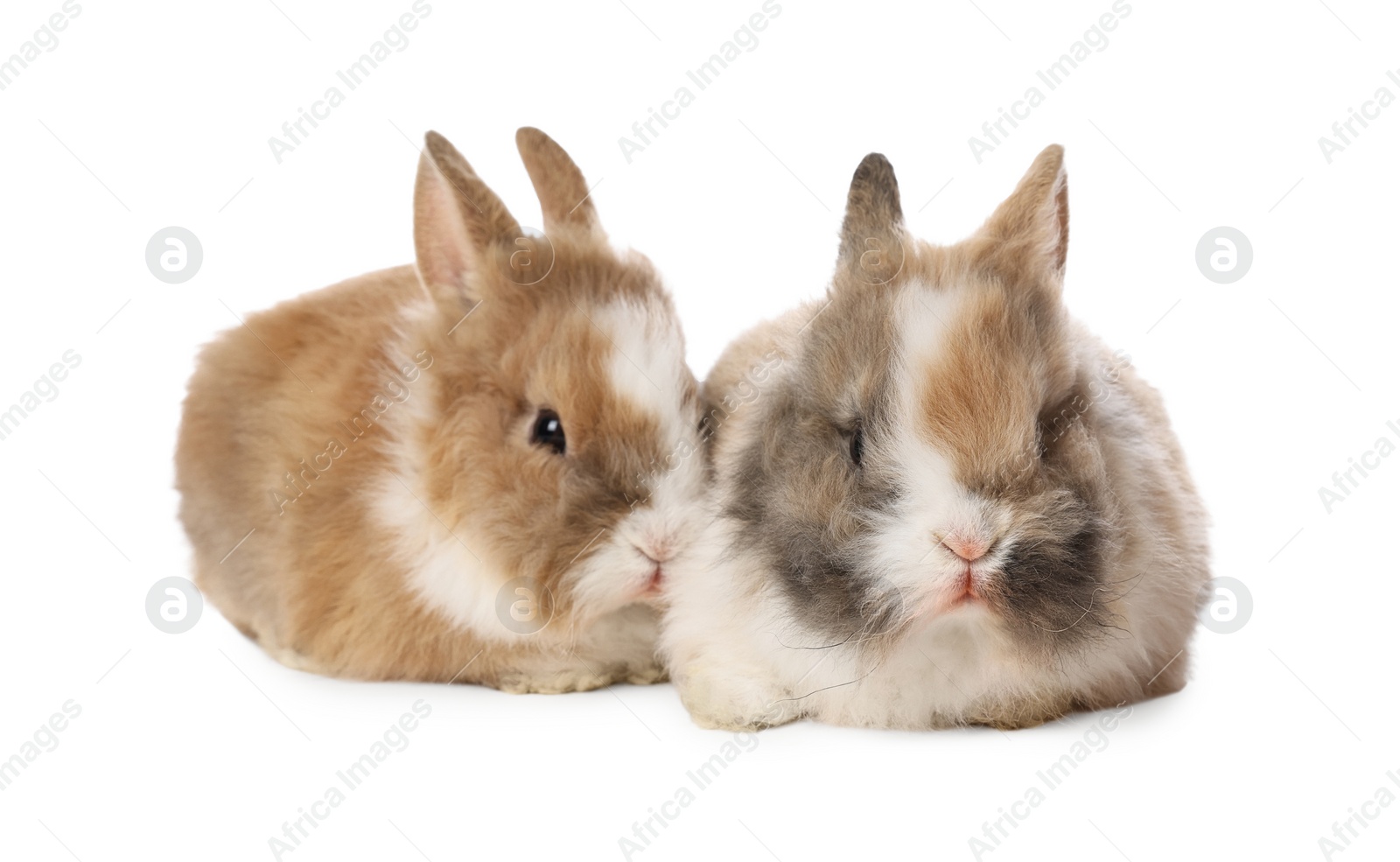 Photo of Cute fluffy pet rabbits isolated on white