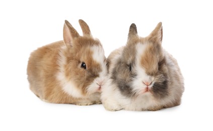 Photo of Cute fluffy pet rabbits isolated on white