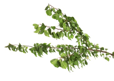 Beautiful tree branches with green leaves on white background