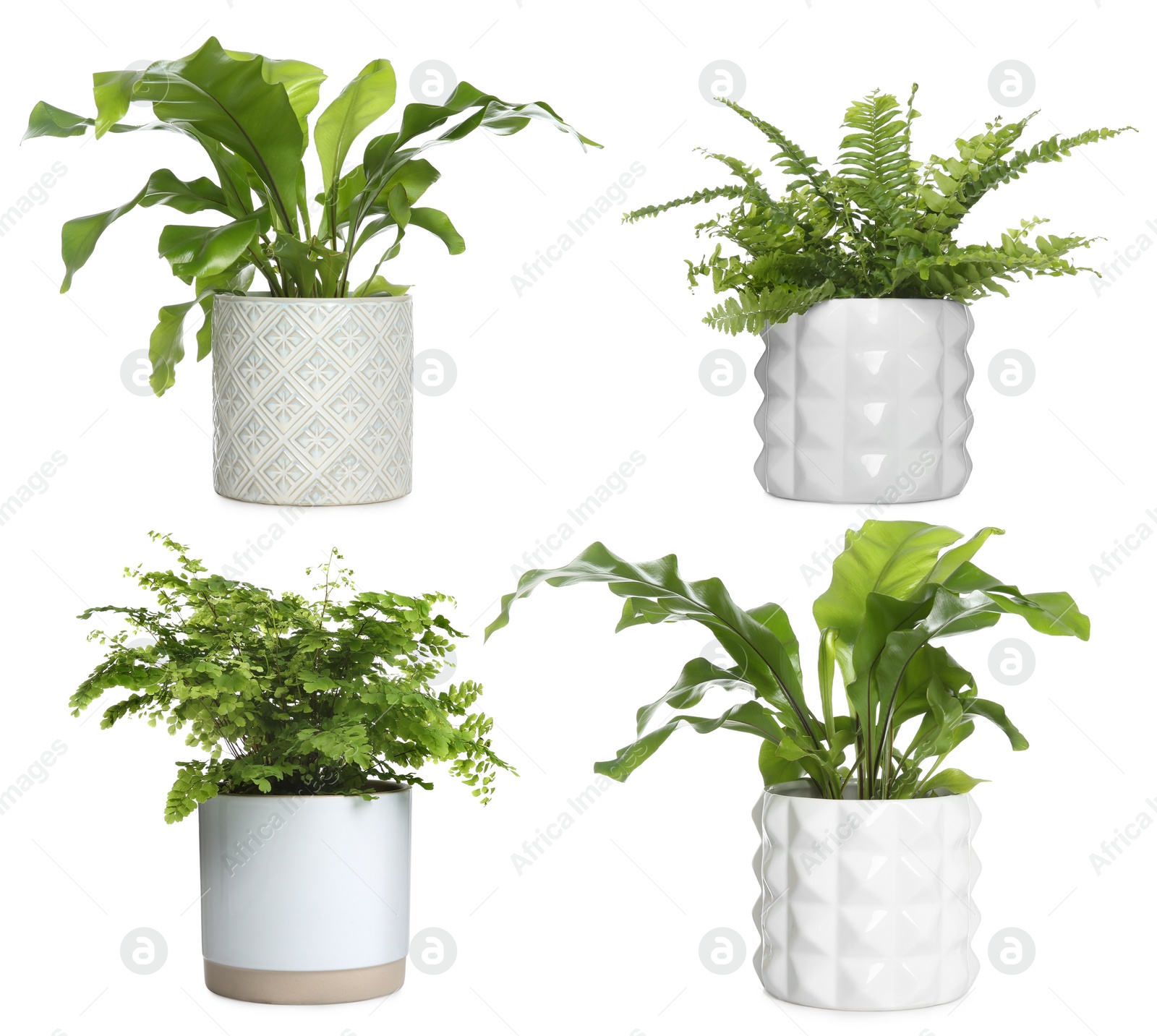 Image of Set with beautiful ferns in pots on white background