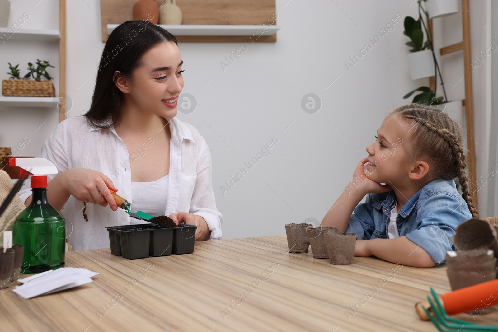 Photo of Mother showing her daughter how to fill peat pots with soil at wooden table indoors. Growing vegetable seeds