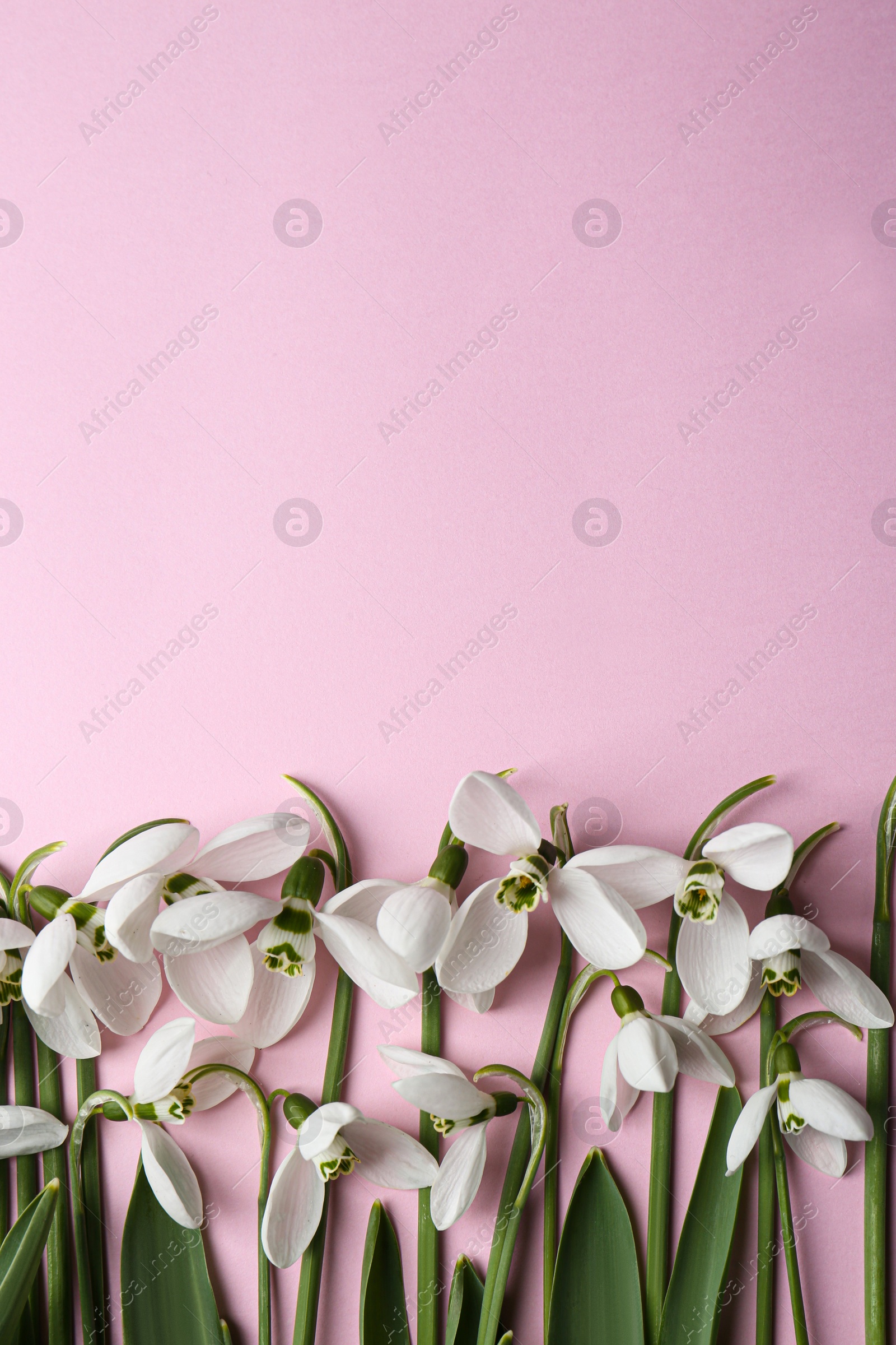 Photo of Beautiful snowdrops on pink background, flat lay. Space for text