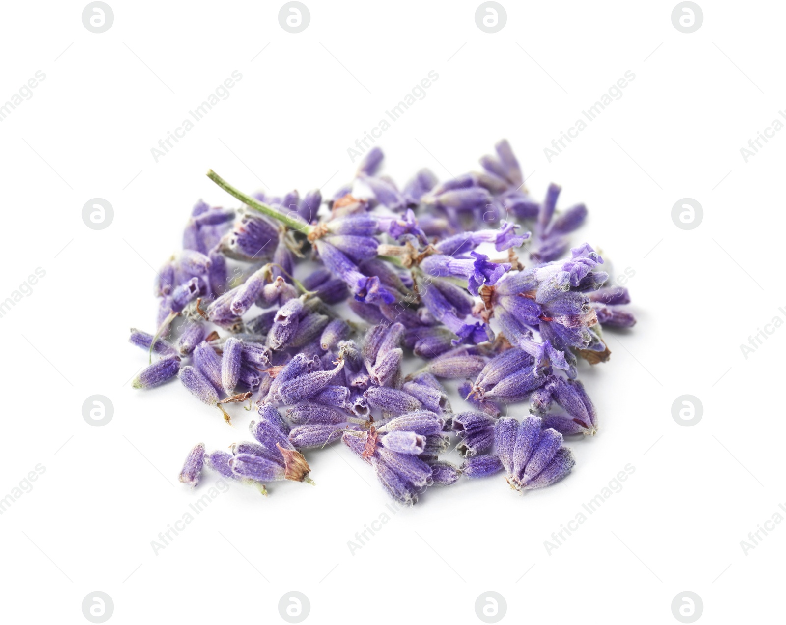 Photo of Beautiful blooming lavender flowers on white background