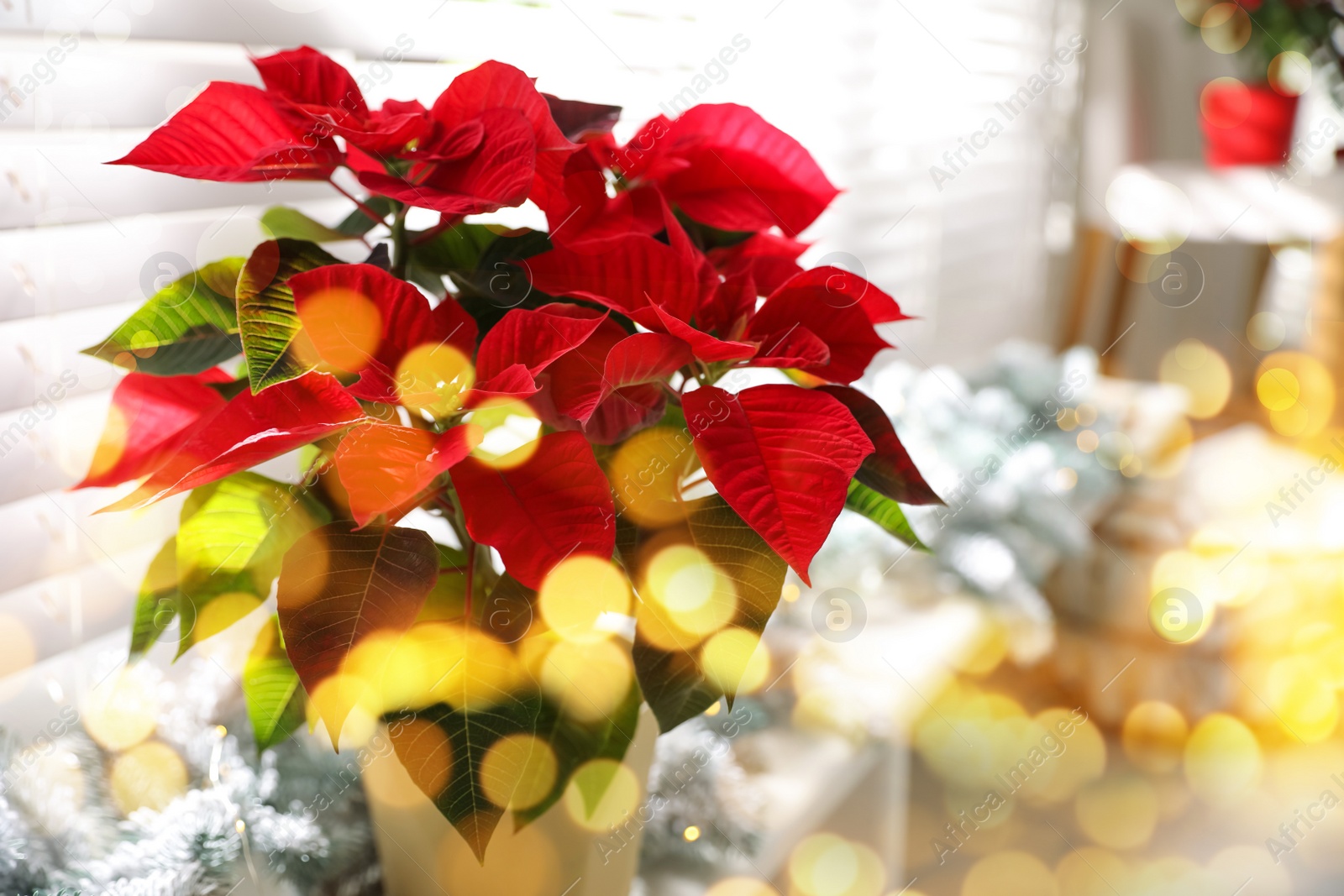 Image of Traditional Christmas poinsettia flower near window. Bokeh effect on foreground