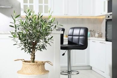 Beautiful potted olive tree in stylish kitchen