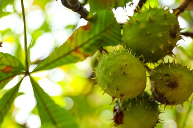 Horse chestnuts growing on tree outdoors, closeup