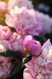 Photo of Beautiful pink peony flowers outdoors, closeup view