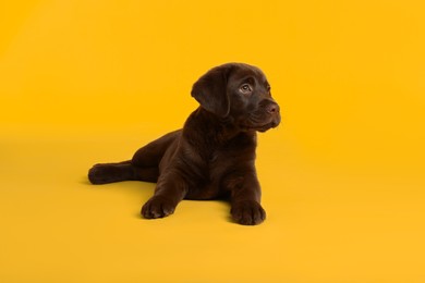 Photo of Cute chocolate Labrador Retriever puppy on yellow background