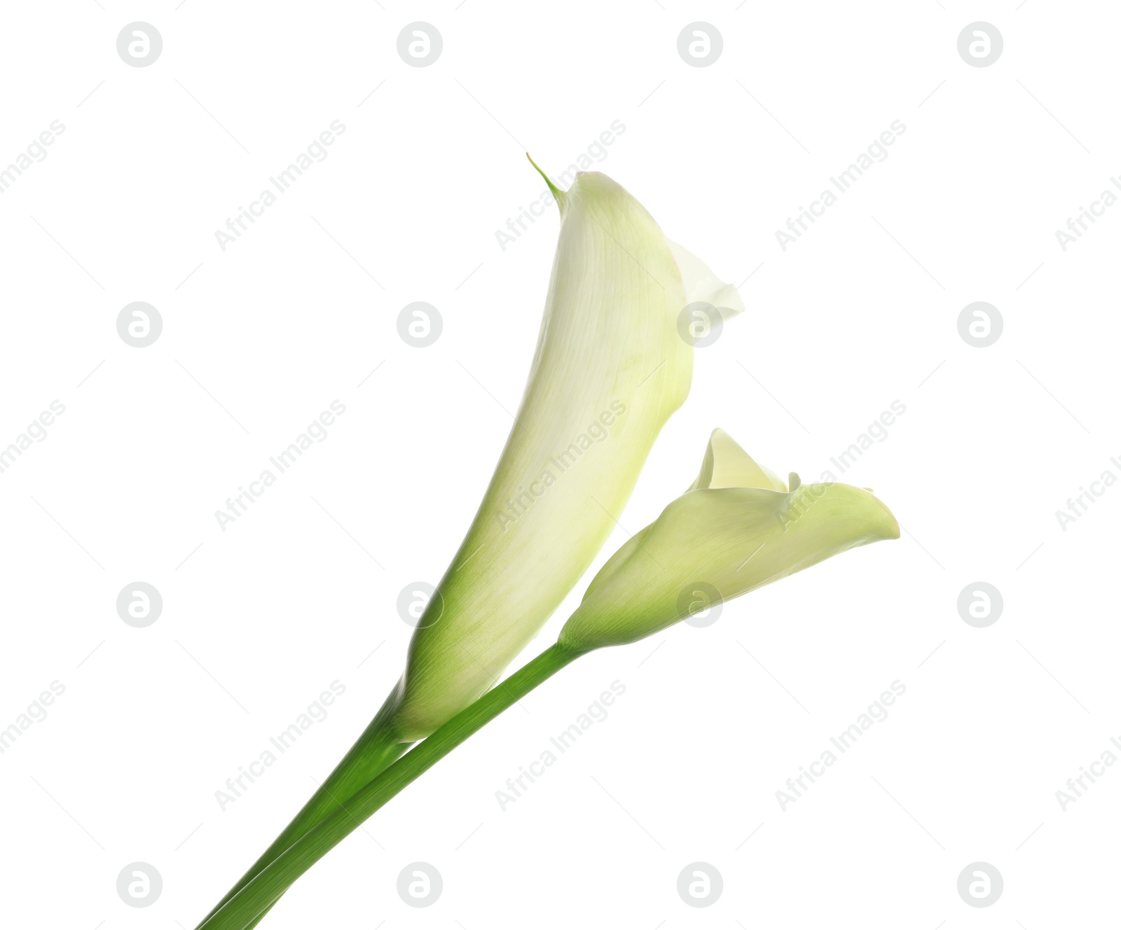 Photo of Beautiful calla lily flowers on white background