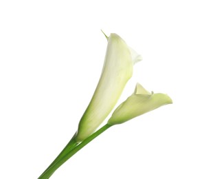 Beautiful calla lily flowers on white background