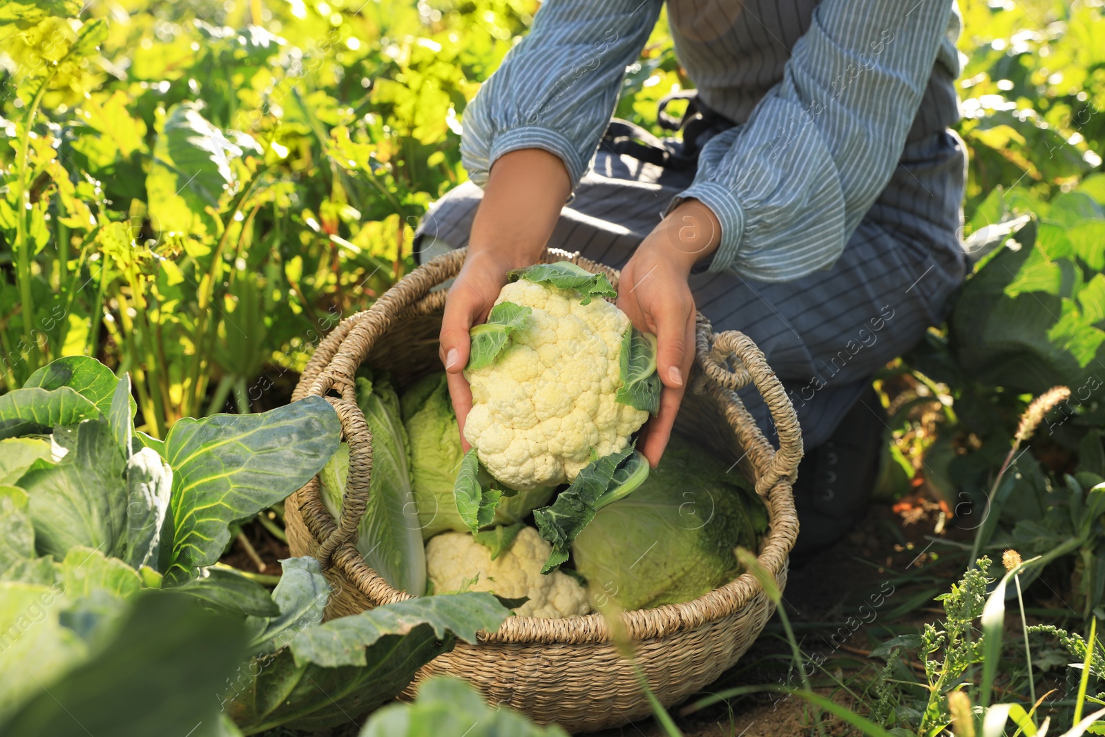 Photo of Woman harvesting fresh ripe cabbages on farm, closeup