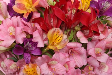 Photo of Different beautiful alstroemeria flowers as background, closeup