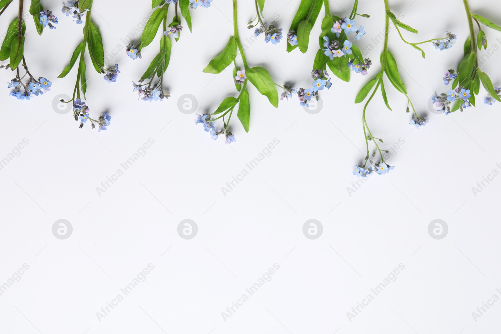 Photo of Beautiful forget-me-not flowers on white background, flat lay. Space for text