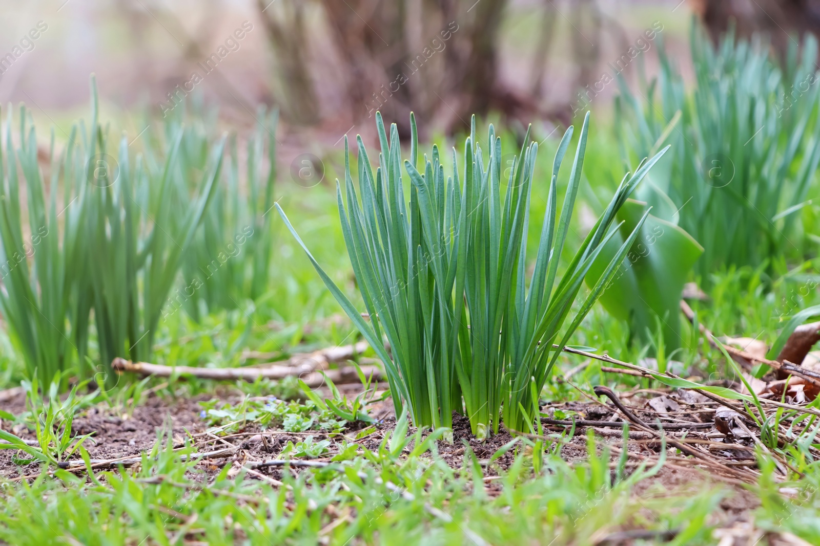 Photo of Daffodil plants growing in garden. Spring flowers