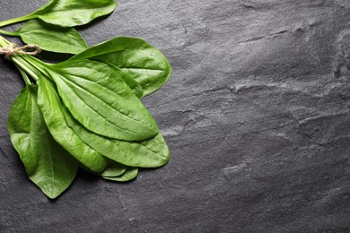 Photo of Broadleaf plantain leaves on black slate table, flat lay. Space for text