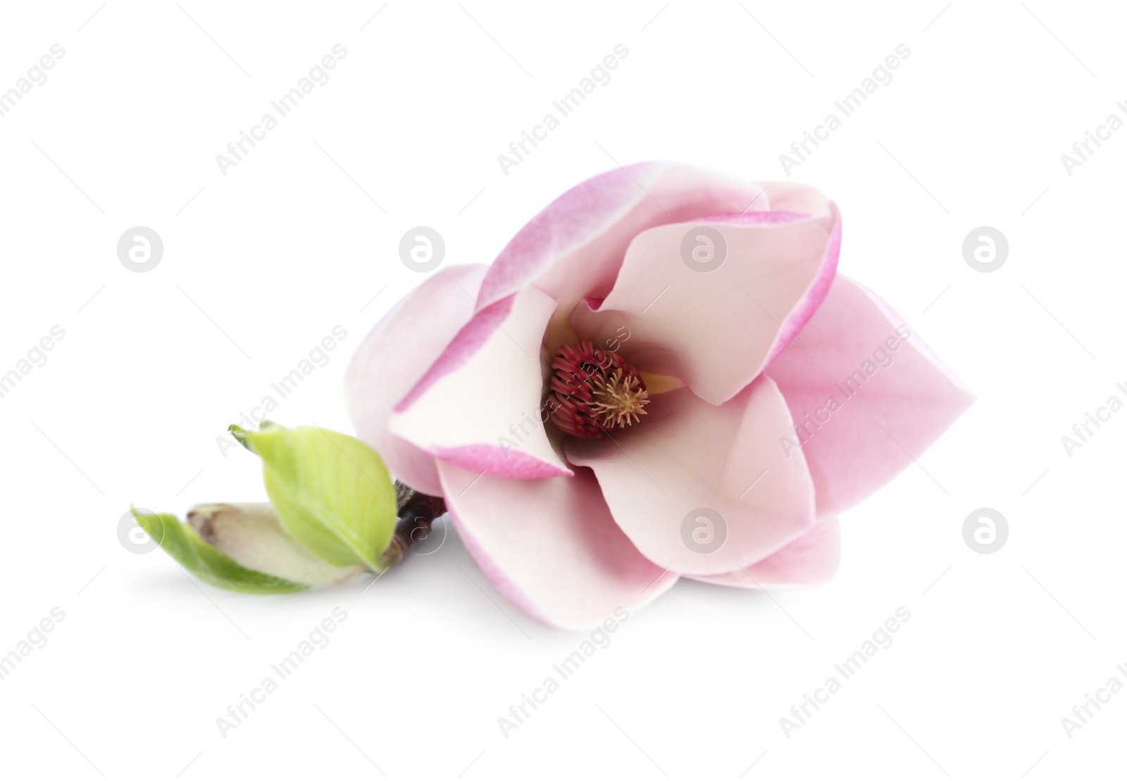 Photo of Beautiful magnolia flower isolated on white. Spring blossom