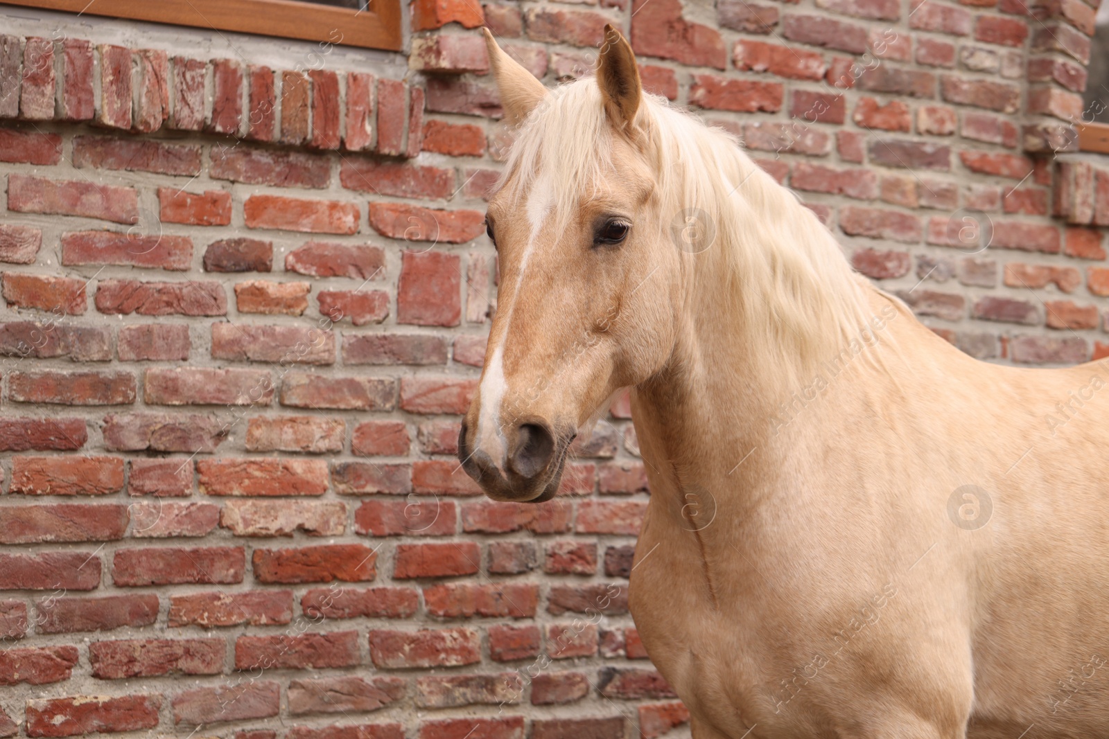 Photo of Adorable horse near brick building outdoors. Lovely domesticated pet