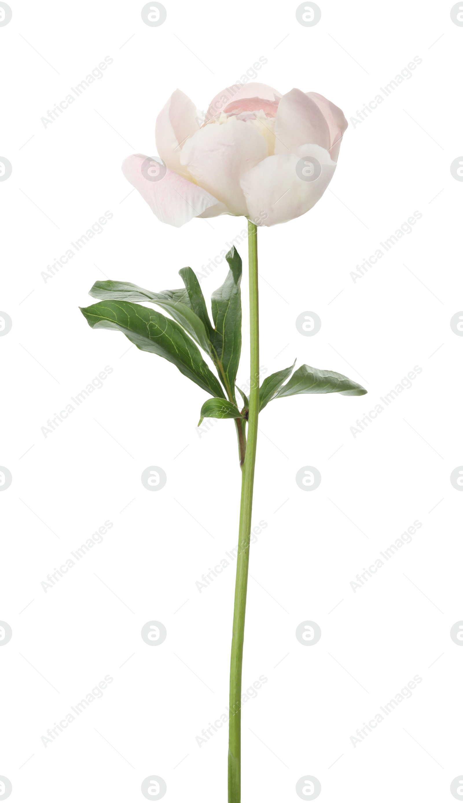 Photo of Beautiful fragrant peony flower isolated on white