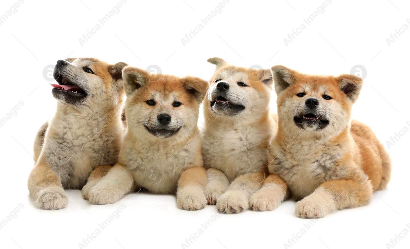 Photo of Cute akita inu puppies isolated on white