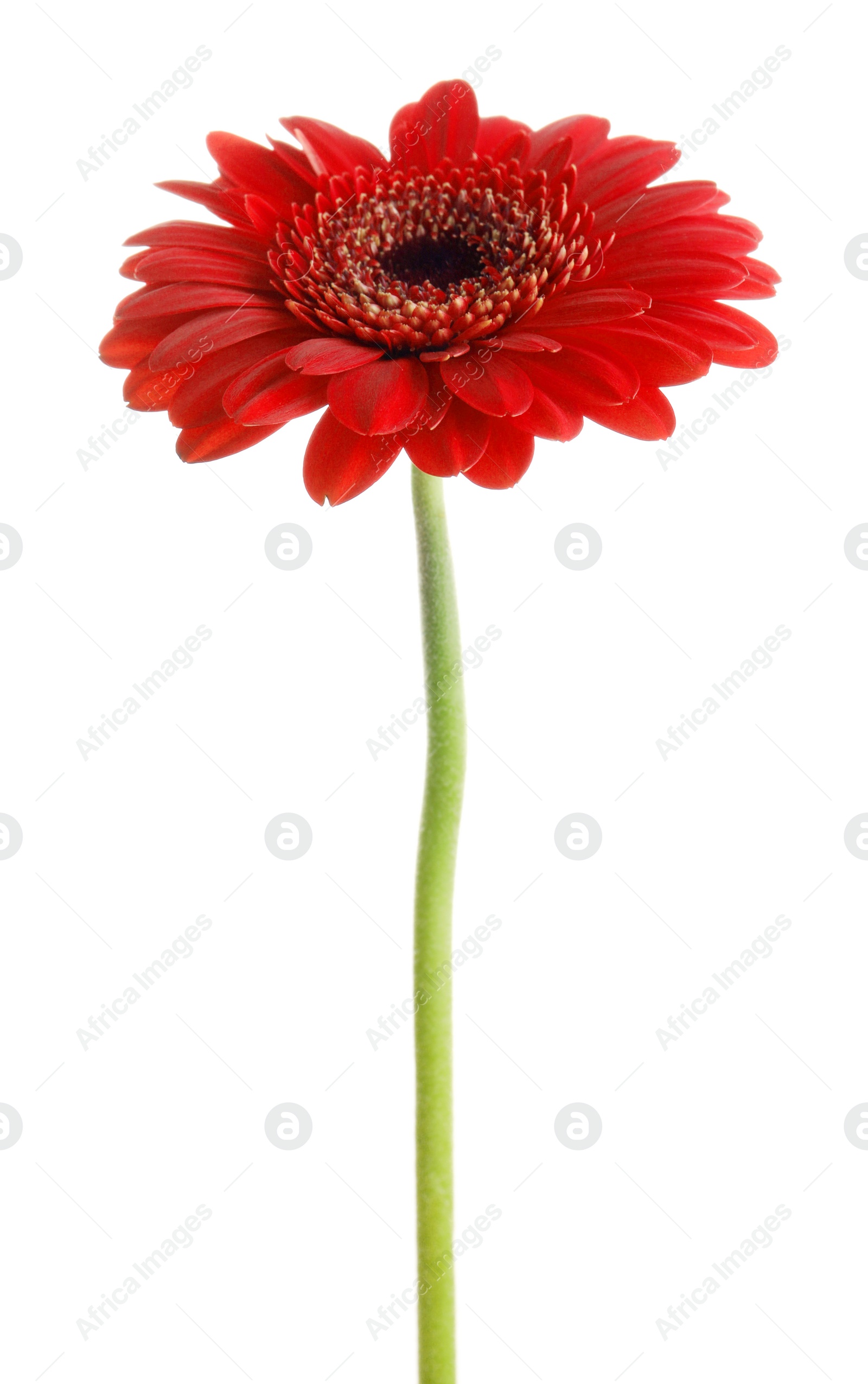 Photo of Beautiful red gerbera flower on white background